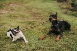 two dogs playing with a stick