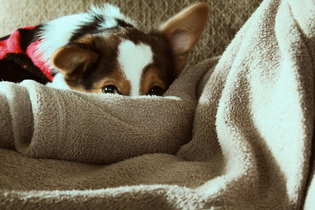 Cute dog giving puppy eyes over a tan colored blanket