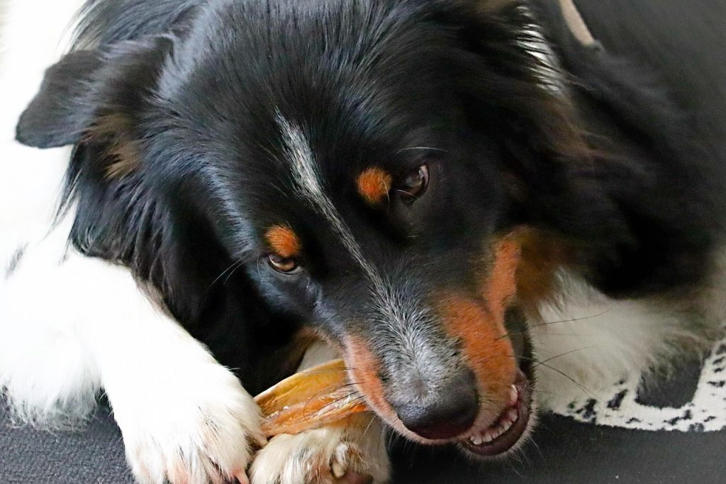 Border collie chewing on raw hide bone