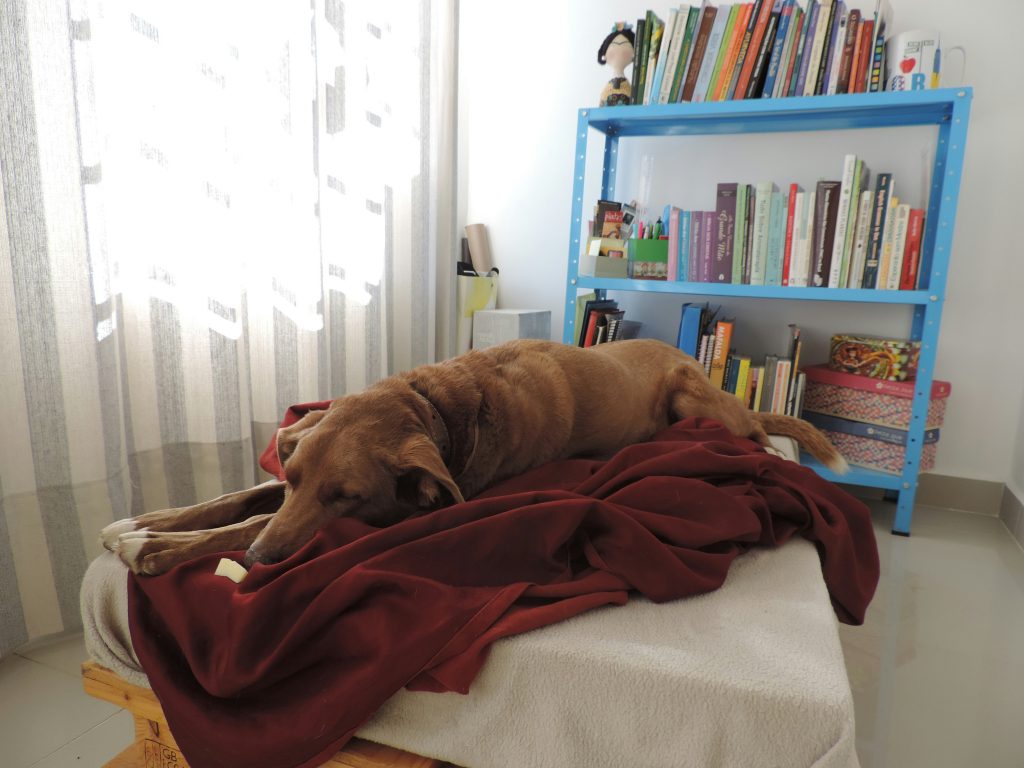 A brown dog sleeping on a red blanket