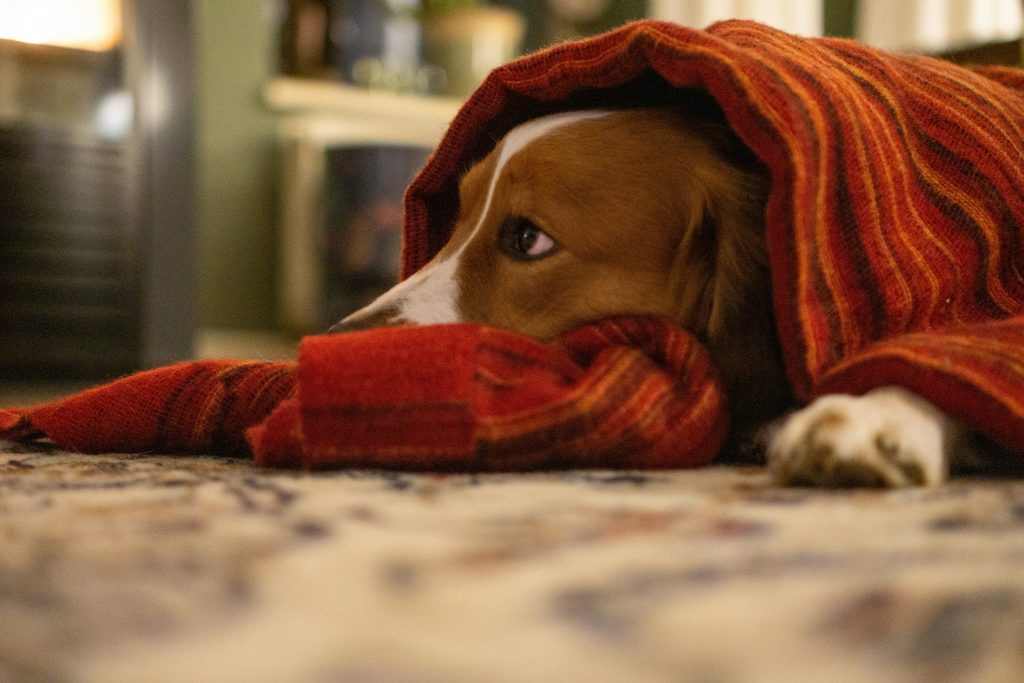 Dog wrapped in a red blanket
